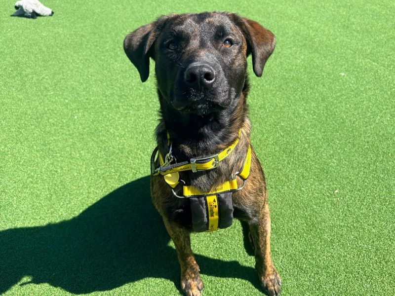 Bruce | Dutch Shepherd Cross | Canterbury - 1