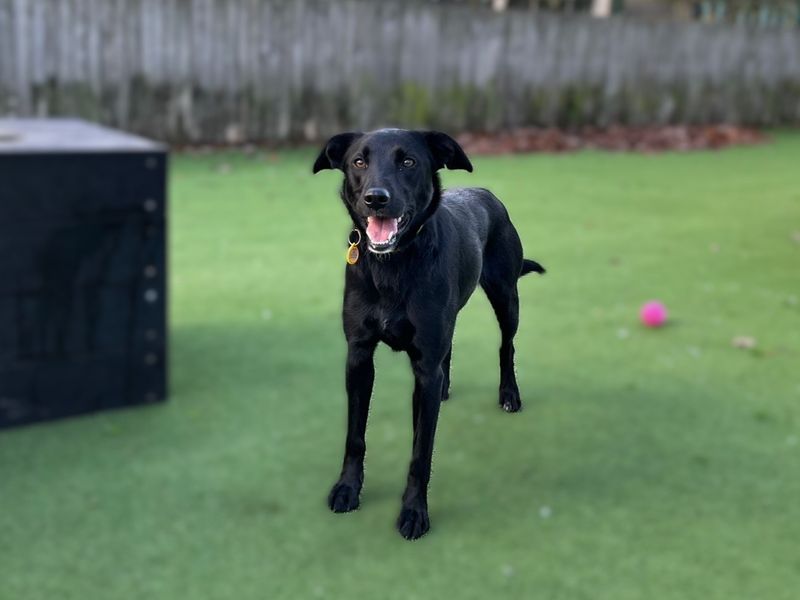 Border Collie for adoption in Chestfield, Kent – 1 year old - Image 2 of 3