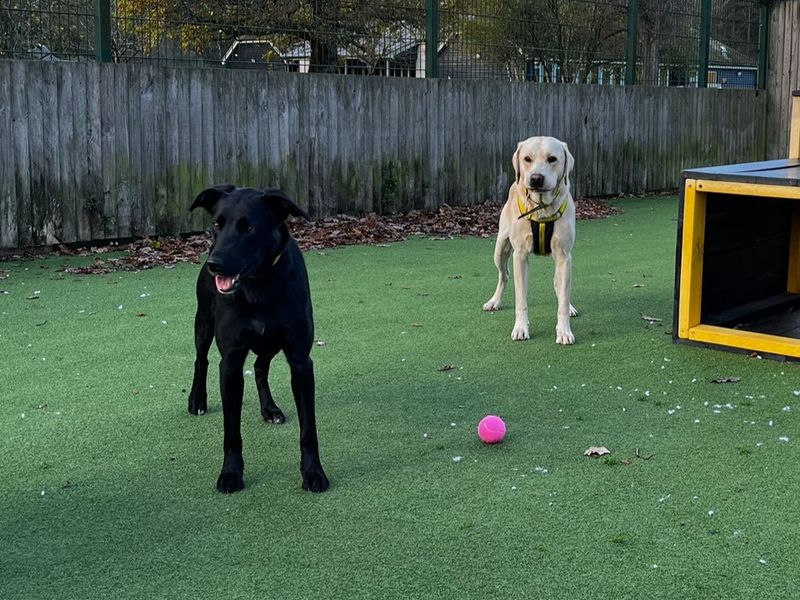 Border Collie for adoption in Chestfield, Kent – 1 year old