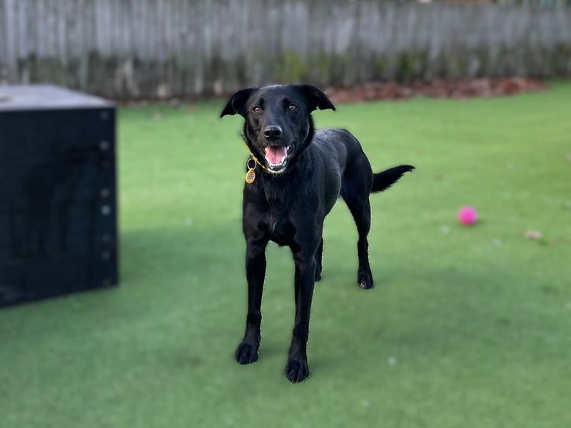Border Collie for adoption in Chestfield, Kent – 1 year old - Image 3 of 3
