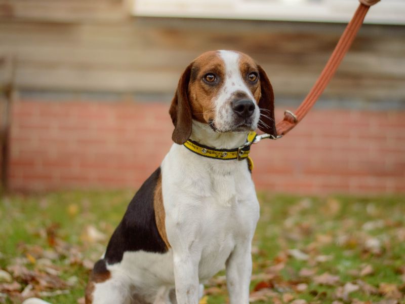 Beagle for adoption in Kenilworth, Warks – 4 years old - Image 2 of 3
