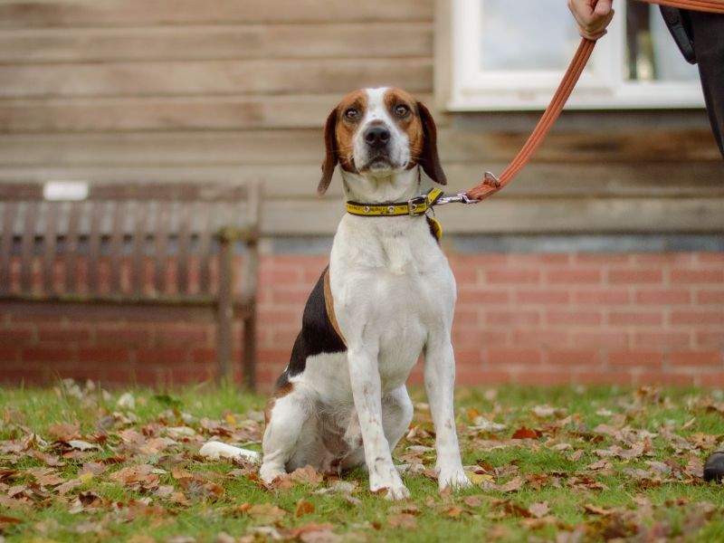 Beagle for adoption in Kenilworth, Warks – 4 years old