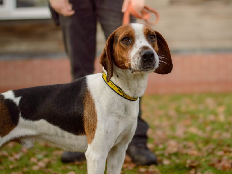 Beagle for adoption in Kenilworth, Warks – 4 years old - Image 3 of 3