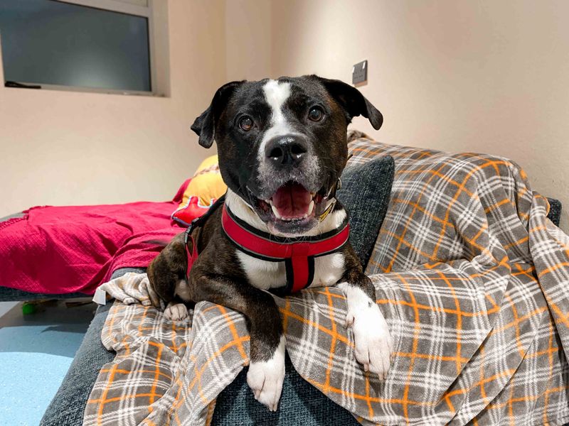 Staffordshire Bull Terrier for adoption in Sadberge, Co Durham – 5 years old - Image 2 of 3