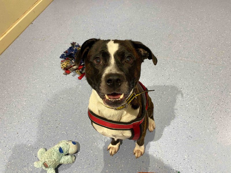 Staffordshire Bull Terrier for adoption in Sadberge, Co Durham – 5 years old