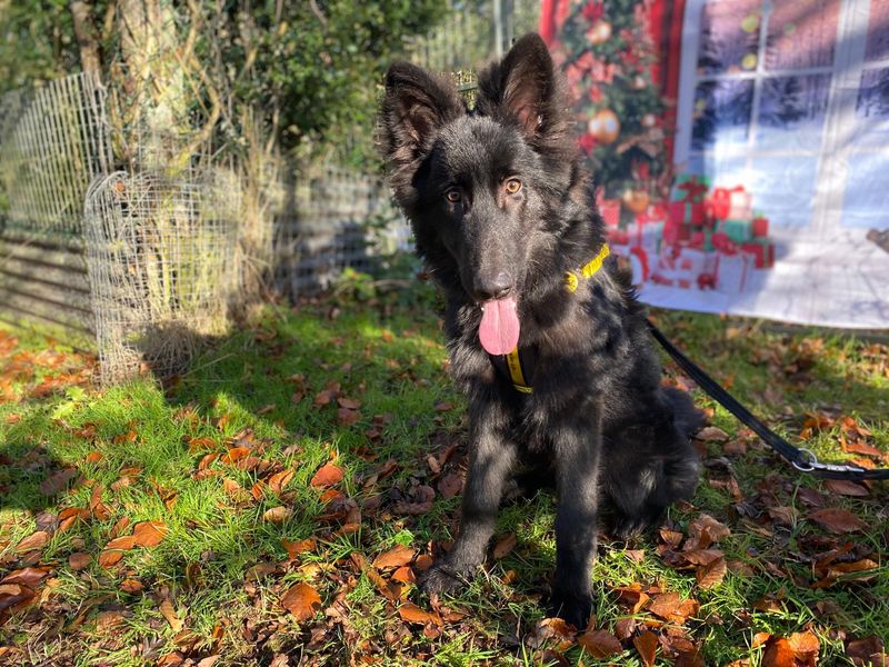 German Shepherd for adoption in , – 8 months old