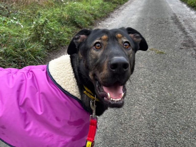 German Shepherd for adoption in Snetterton, Norfolk – 1 year old - Image 2 of 5