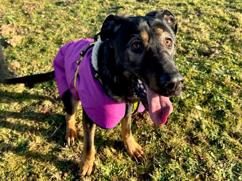 German Shepherd for adoption in Snetterton, Norfolk – 1 year old - Image 4 of 5