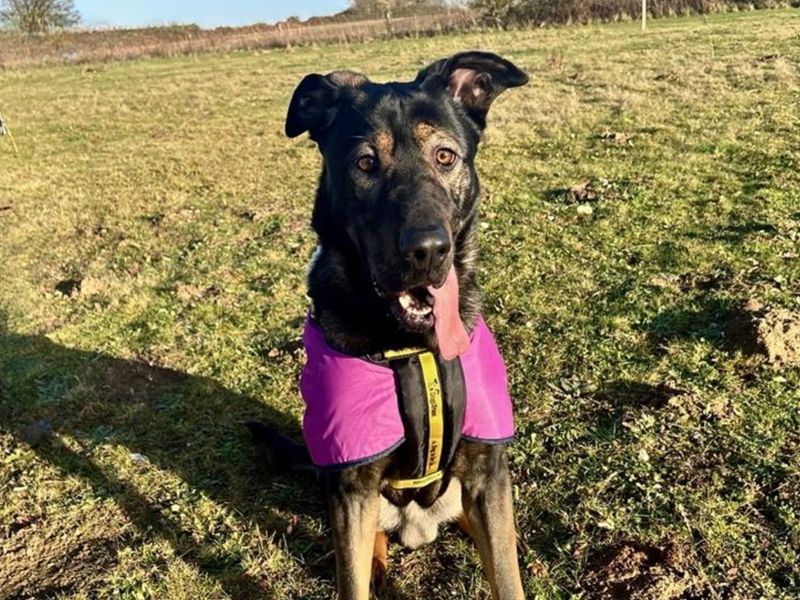 German Shepherd for adoption in Snetterton, Norfolk – 1 year old - Image 3 of 5