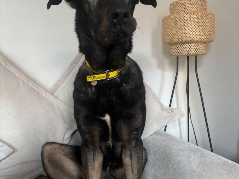 Hero | German Shepherd Dog Cross | Snetterton (Norfolk) - 1