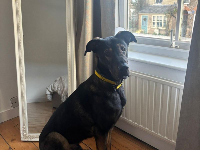 German Shepherd for adoption in Snetterton, Norfolk – 1 year old - Image 5 of 5