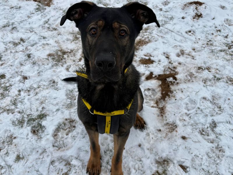 Hero | German Shepherd Dog Cross | Snetterton (Norfolk) - 1