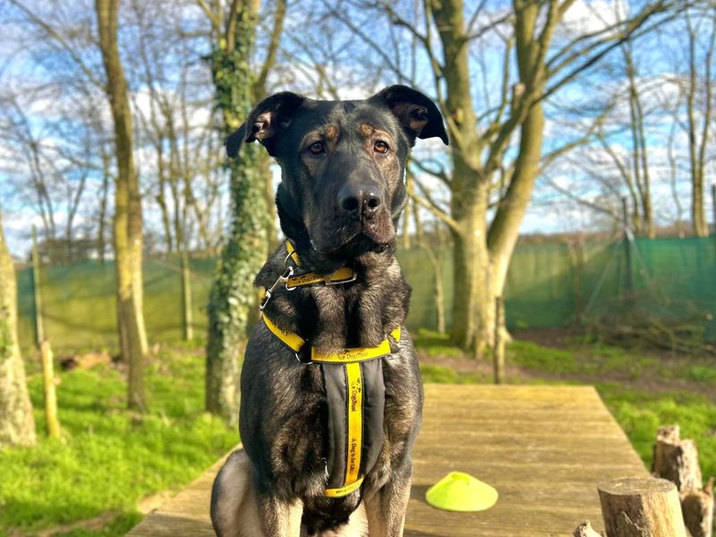 Hero | German Shepherd Dog Cross | Snetterton (Norfolk) - 1