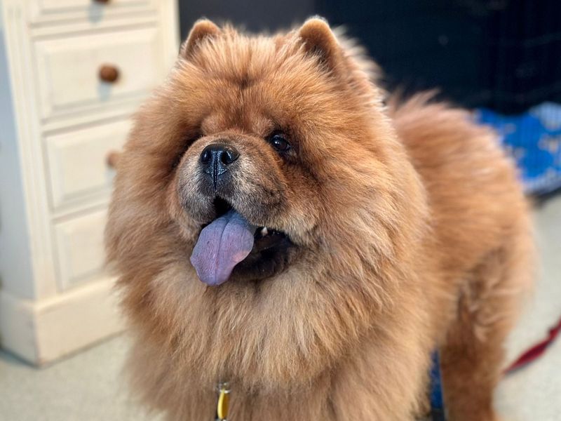 Pudding, a 4 years old female Unknown available for adoption from Dogs Trust in Canterbury, Kent