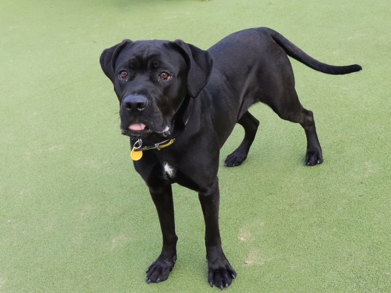Cane Corso for adoption in Evesham, Worcestershire – 1 year old - Image 3 of 4
