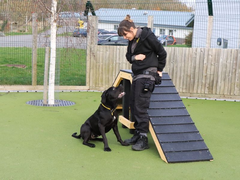 Cane Corso for adoption in Evesham, Worcestershire – 1 year old