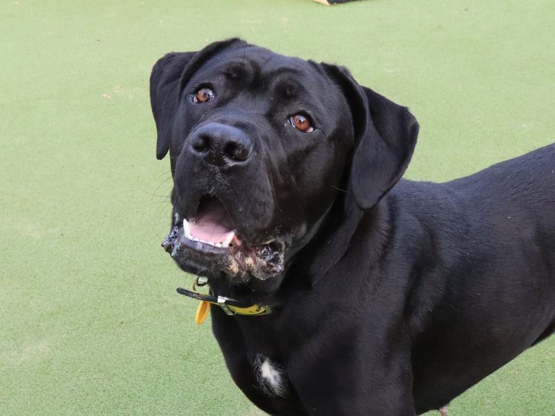 Cane Corso for adoption in Evesham, Worcestershire – 1 year old - Image 2 of 4