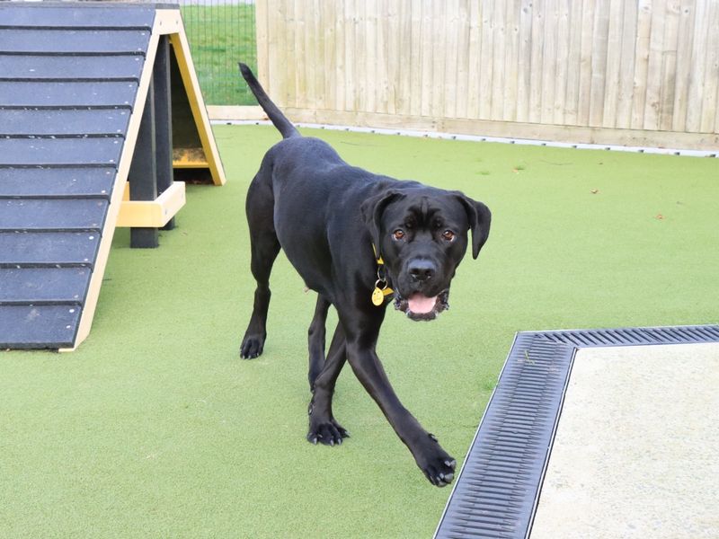 Cane Corso for adoption in Evesham, Worcestershire – 1 year old - Image 4 of 4