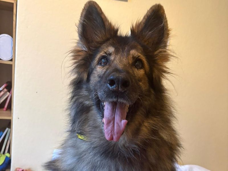 Willow - Image 2 of 4