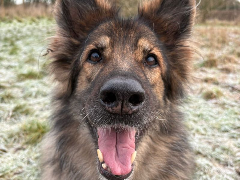 German Shepherd for adoption in Telford, Shropshire – 12 years old