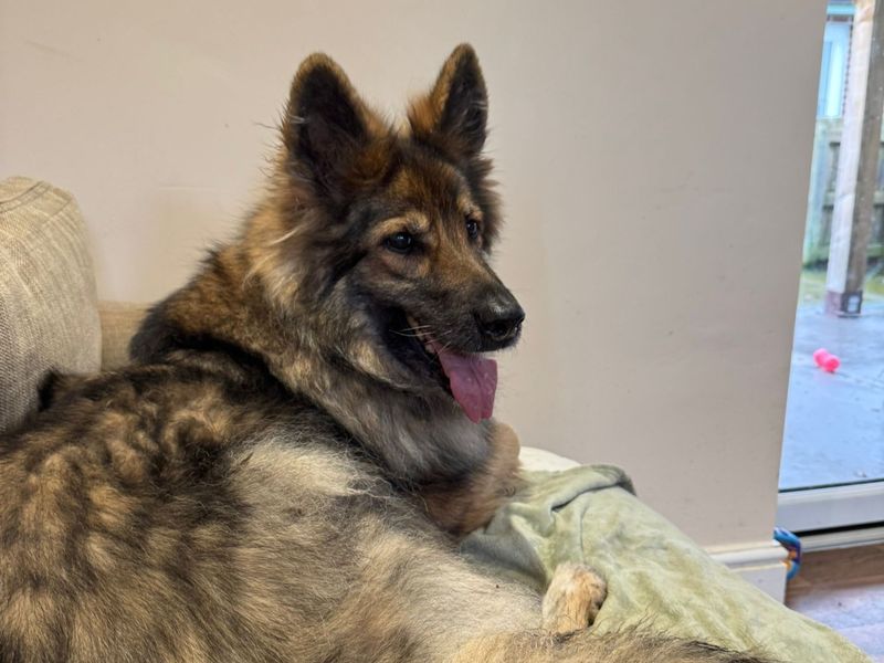 Willow - Image 4 of 4