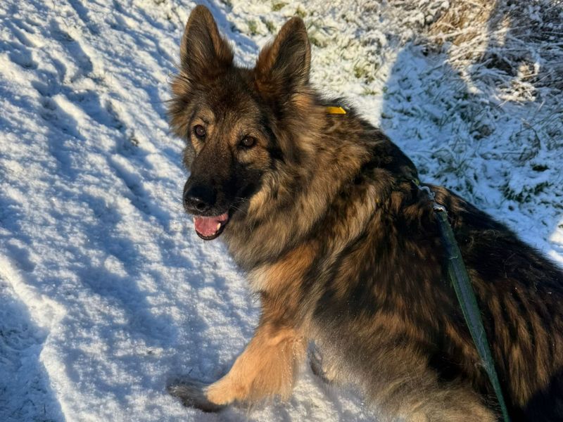 Willow - Image 3 of 4