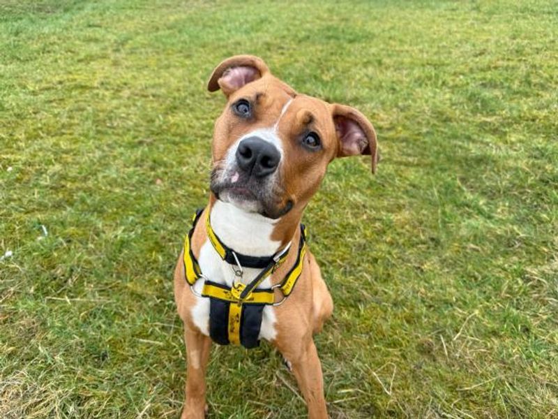 Ponyo | Lurcher Cross | Glasgow - 1