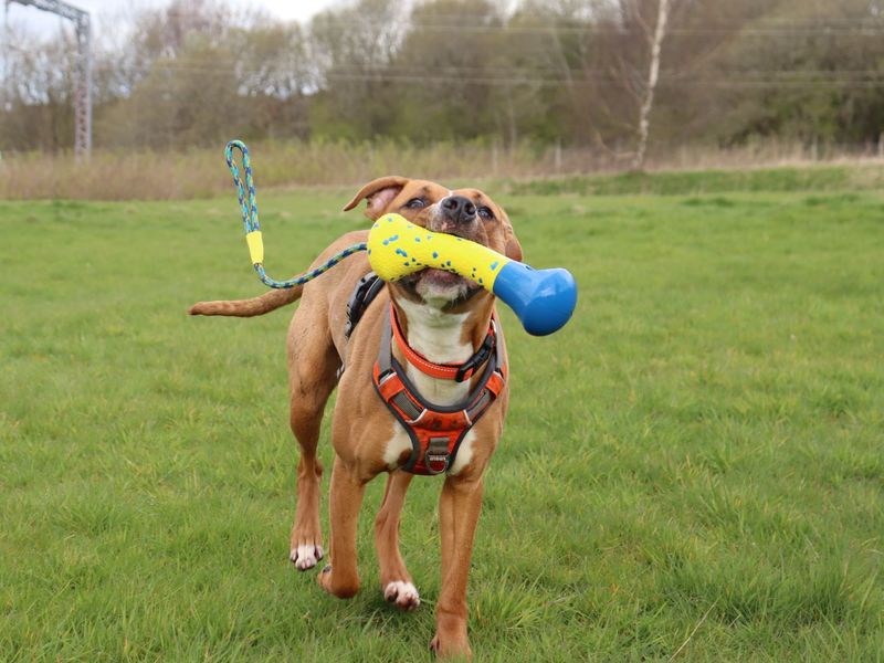 Ponyo - Image 7 of 10