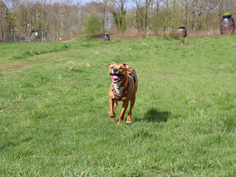 Ponyo - Image 4 of 10