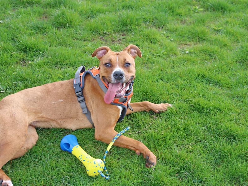 Ponyo - Image 8 of 10