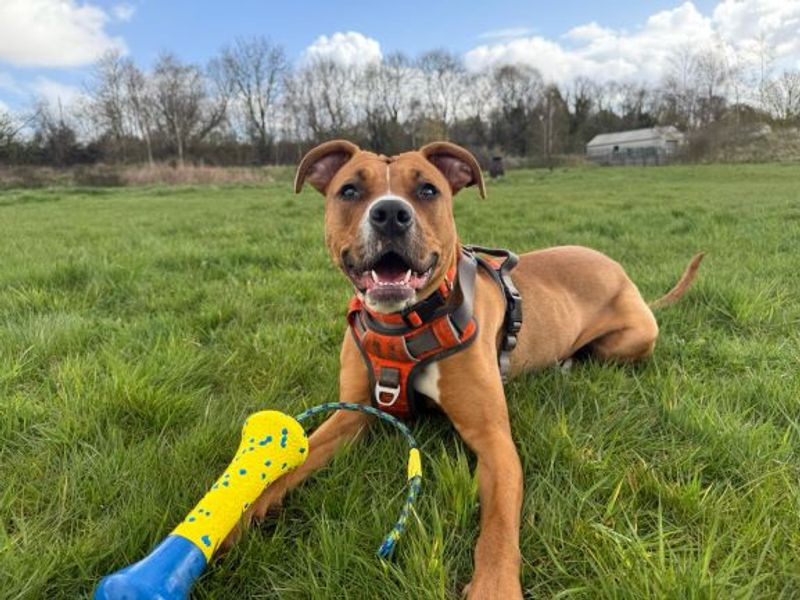 Boxer Dogs And Puppies For Adoption