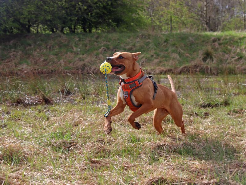 Ponyo - Image 10 of 10