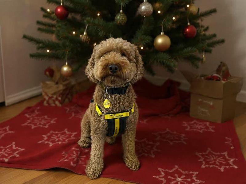 Cocker Spaniel for adoption in Mid Glamorgan, Wales – 3 years old - Image 2 of 3