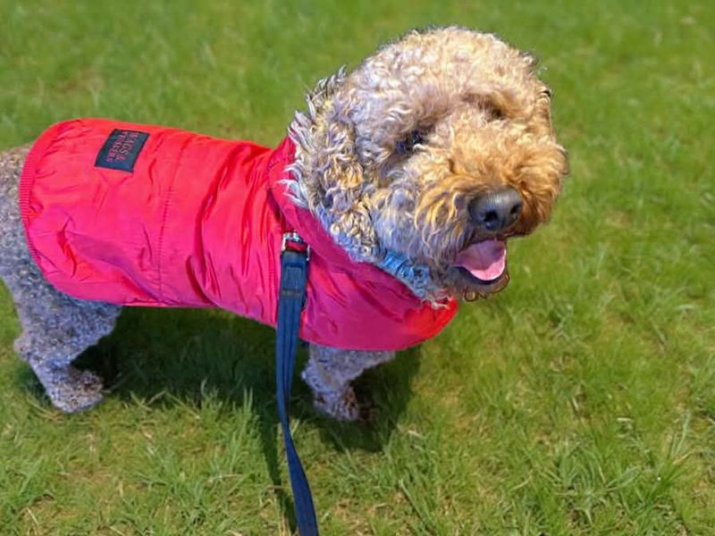 Cocker Spaniel for adoption in Mid Glamorgan, Wales – 3 years old - Image 3 of 3