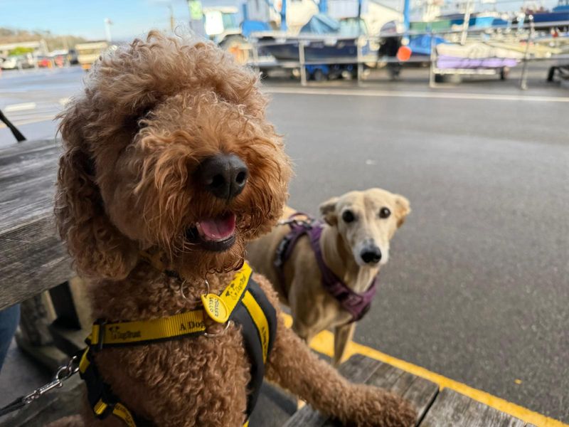 Miles, a 4 years old male Crossbreed available for adoption from Dogs Trust in Bridgend, Wales