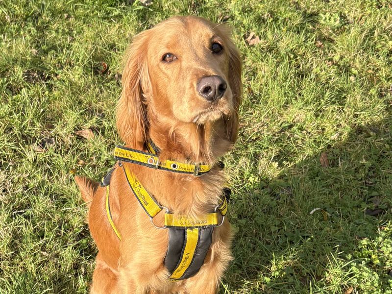 Cocker Spaniel for adoption in Ballymena, Co Antrim – 1 year old