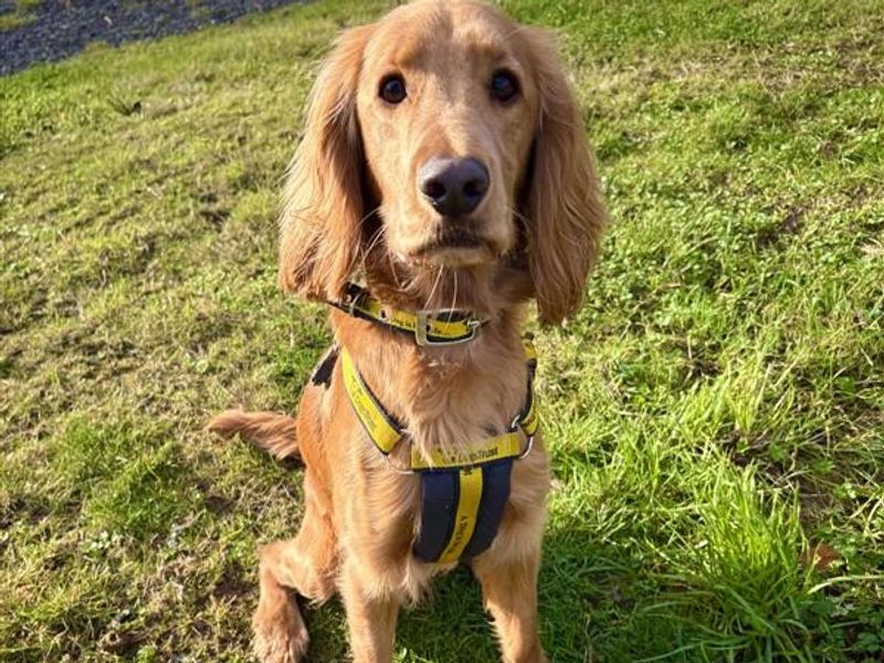 Cocker Spaniel for adoption in Ballymena, County Antrim – 1 year old - Image 2 of 2