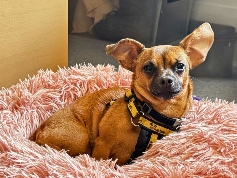 Ethel - Image 8 of 9