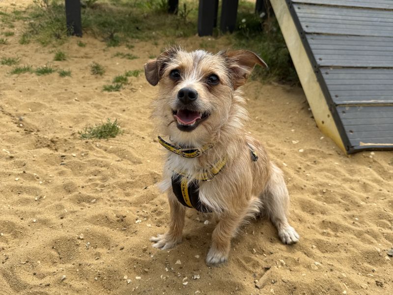 Jack Russell Terrier Dogs And Puppies For Adoption
