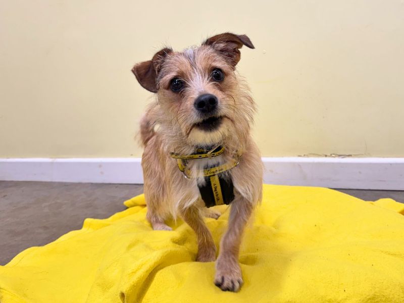 undefined | Terrier (Jack Russell) Cross | undefined - 4