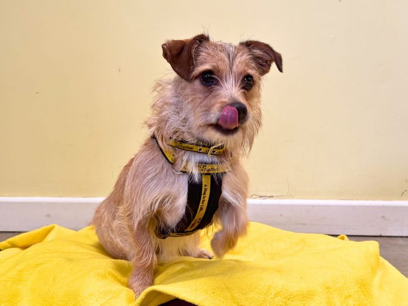 undefined | Terrier (Jack Russell) Cross | undefined - 2