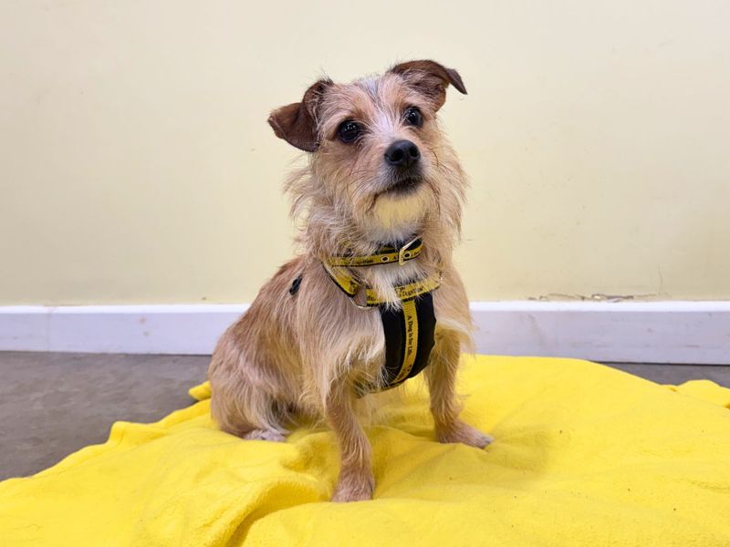 undefined | Terrier (Jack Russell) Cross | undefined - 5