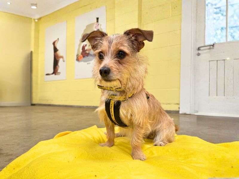 undefined | Terrier (Jack Russell) Cross | undefined - 3