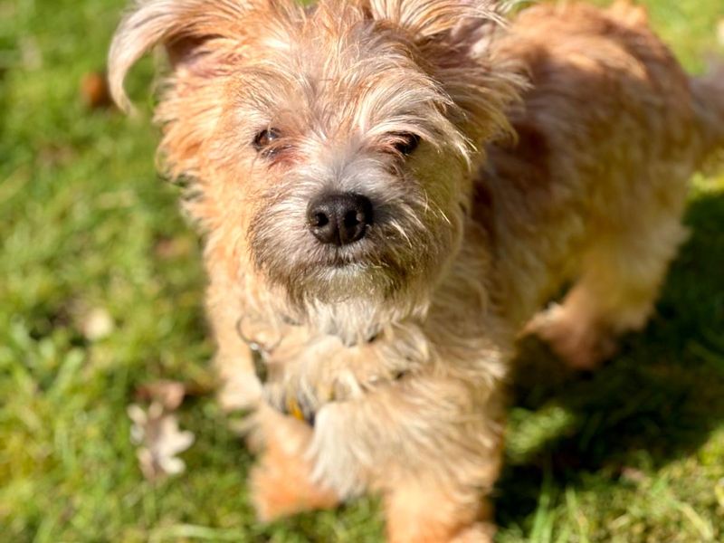 Cedric, a 2 years old male Jack Russell Terrier available for adoption from Dogs Trust in Wiltshire