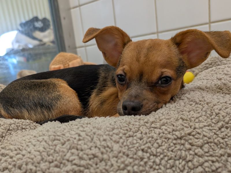 Jack Russell Terrier for adoption in Newton Tony, Wiltshire – 3 months old