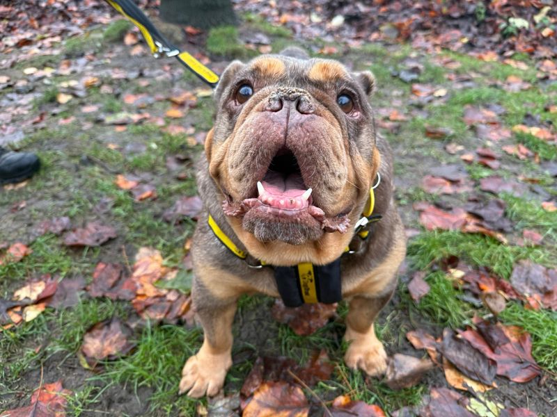 English Bulldog for adoption in Glasgow, Scotland – 8 years old