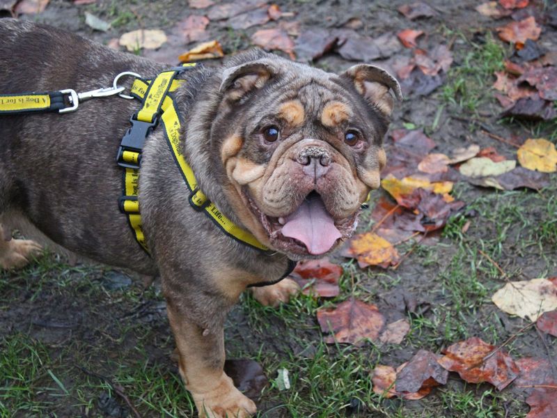 English Bulldog for adoption in Glasgow – 8 years old - Image 4 of 4