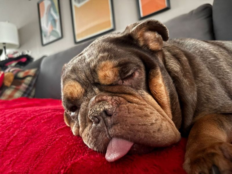 English Bulldog for adoption in Glasgow – 8 years old - Image 2 of 4