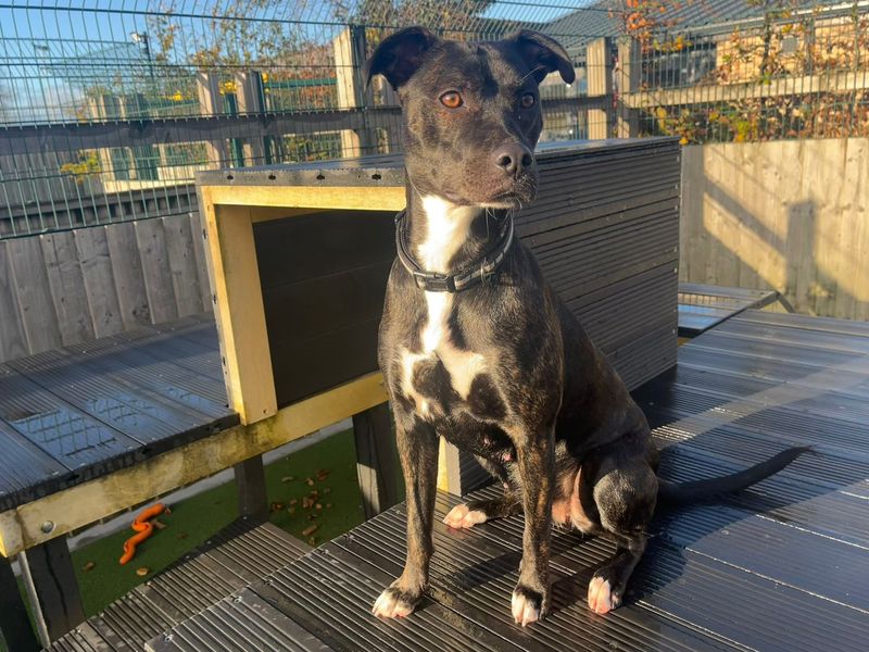 Staffordshire Bull Terrier for adoption in Cardiff, Glamorgan – 1 year old - Image 4 of 6
