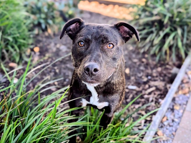 Staffordshire Bull Terrier for adoption in Cardiff, Glamorgan – 1 year old - Image 2 of 6